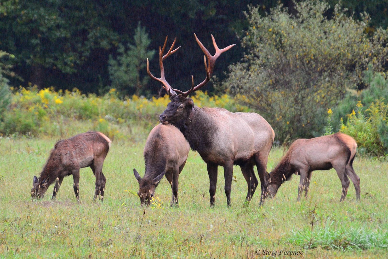 "Natural World" Through My Camera Pennsylvania Elk Range